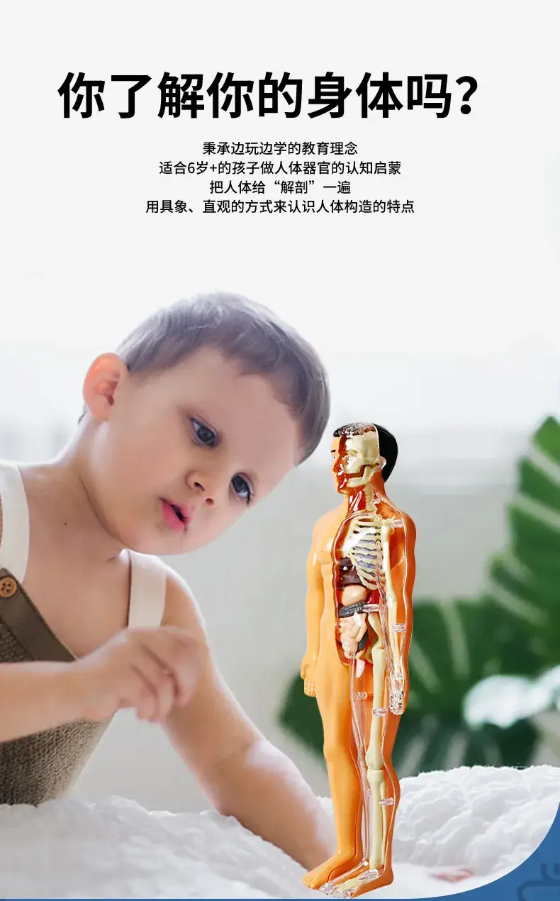 Human Body Model for Kids STEM Education Assembly — feature 6