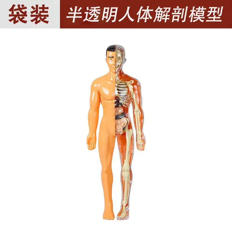 Translucent full body skeleton (bag + chinese and english instructions)