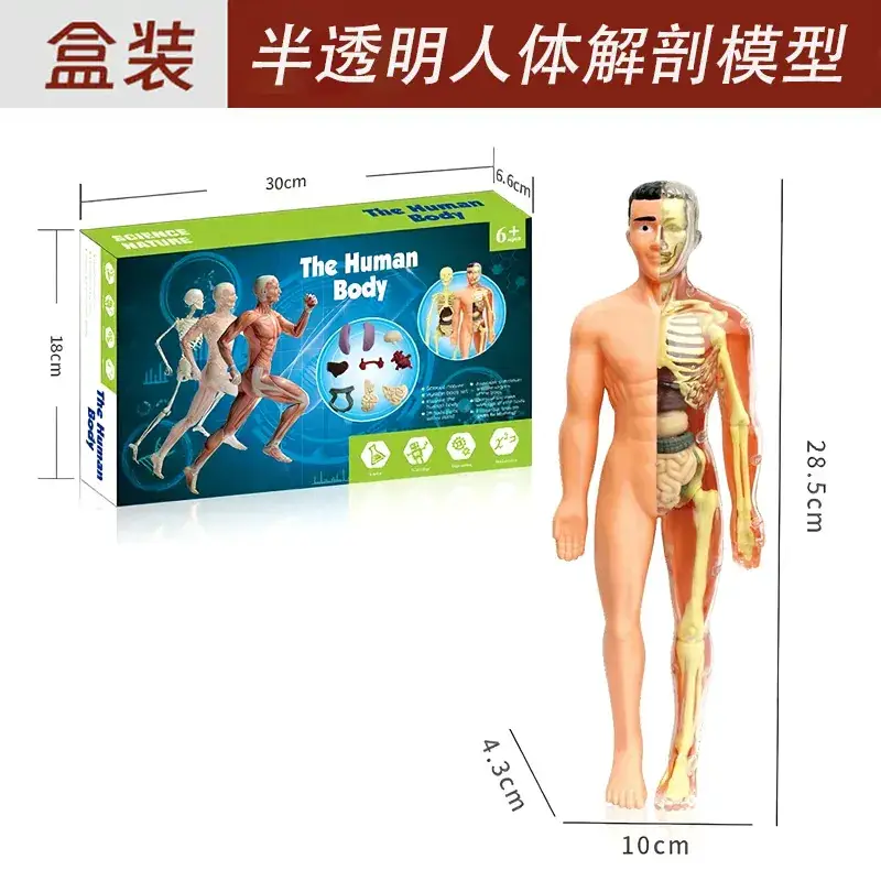 Translucent full body skeleton (color box) + chinese and english instructions