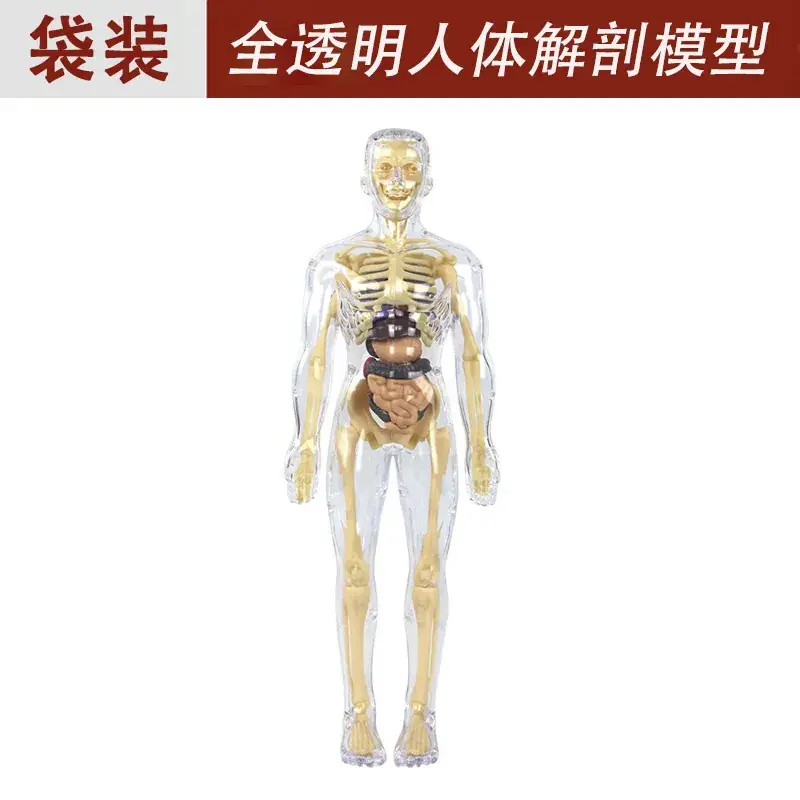 Transparent whole body skeleton (bag + chinese and english instructions)