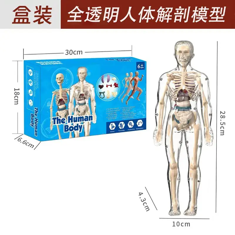 Transparent full body skeleton (color box) chinese and english instructions