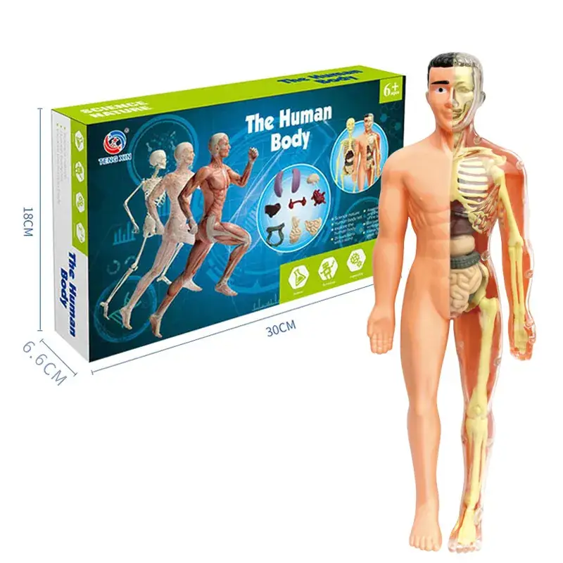 Human Body Model for Kids STEM Education Assembly - Image 2