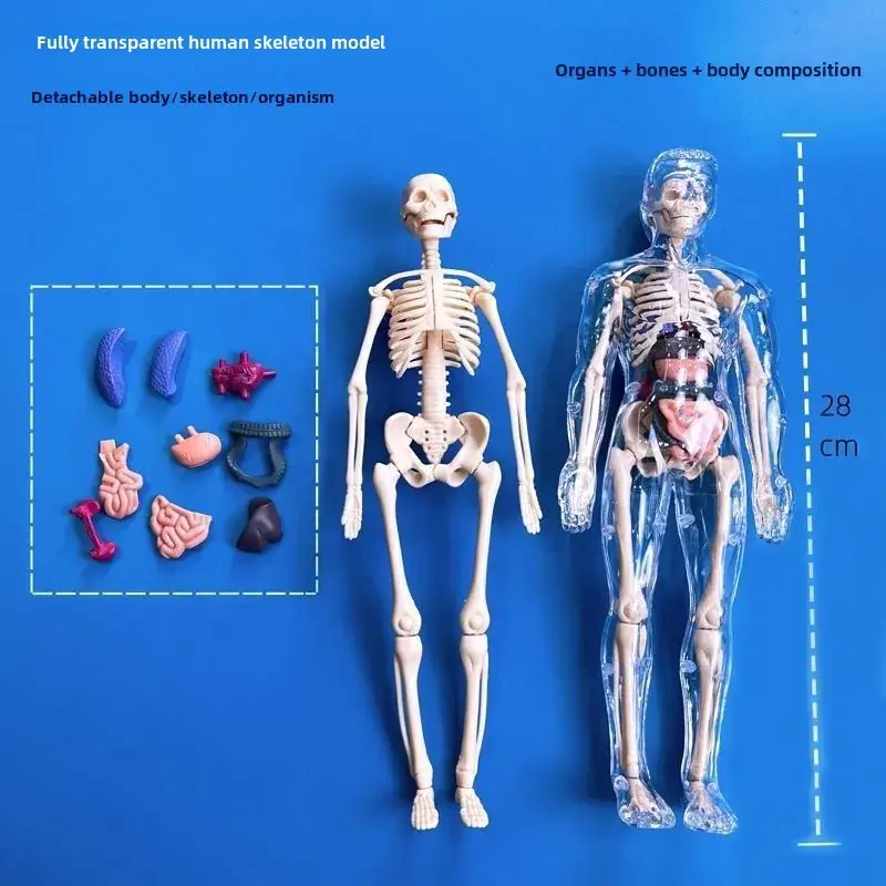 Human Body Model for Kids STEM Education Assembly - Image 3