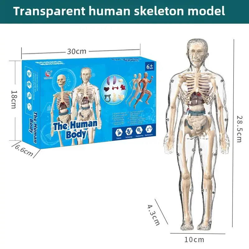 Human Body Model for Kids STEM Education Assembly - Image 4
