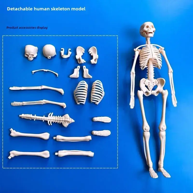 Human Body Model for Kids STEM Education Assembly - Image 5