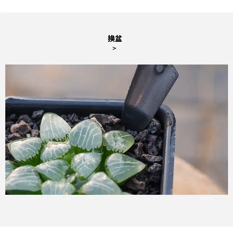 Wholesale garden planting flowers and succulent garden planting tools suit small shovel iron rake gardening three-piece set — feature 6