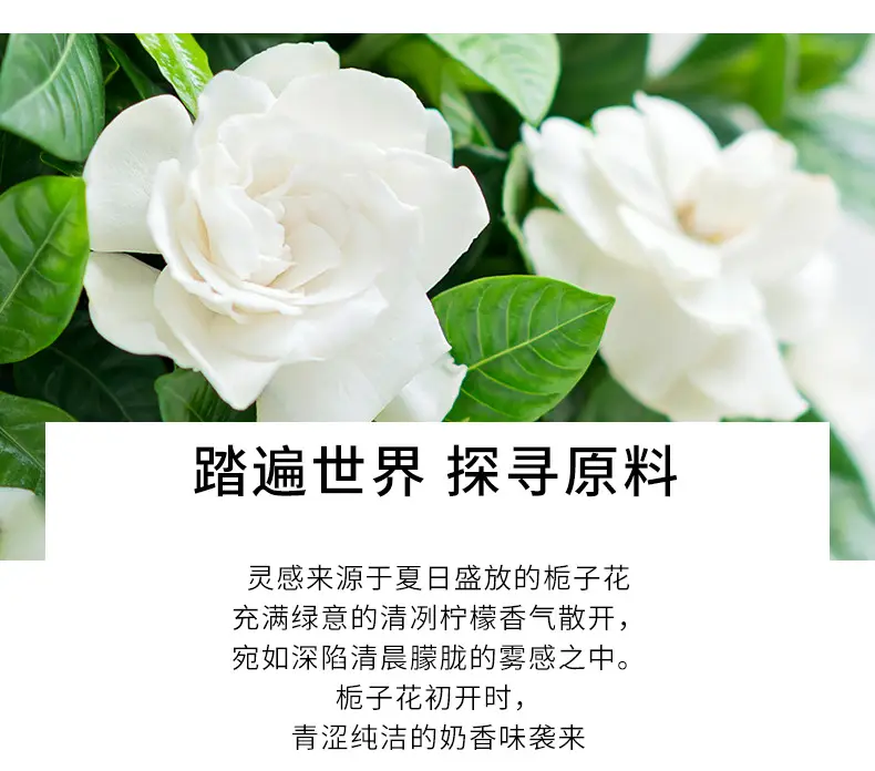 Internet Celebrity Popular Black Swan Perfume for Women Long-Lasting Light Fragrance Student Natural Fresh Floral and Fruity Fragrance Wholesale Dropshipping — feature 25