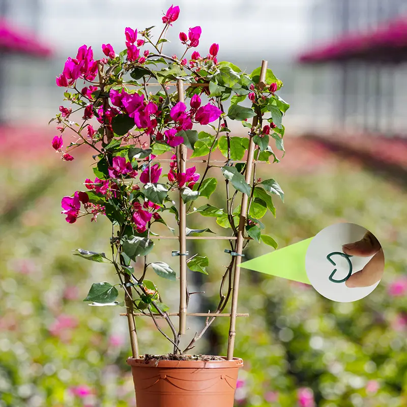 Gardening Clip Butterfly Buckle Large Eight-Character Plant Binding Tie Vine Fixed Clip Holder Plastic Small Clip