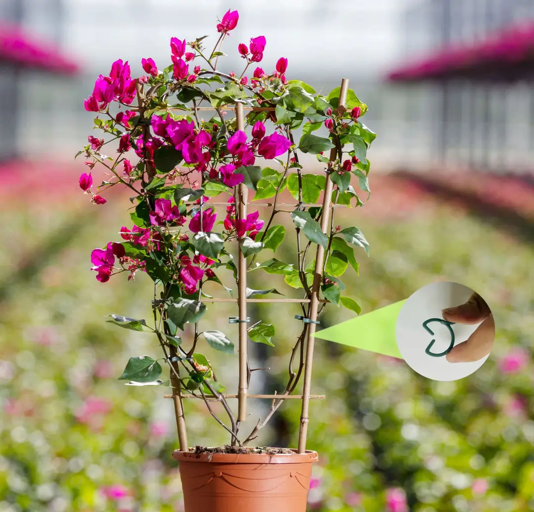 Gardening Clip Butterfly Buckle Large Eight-Character Plant Binding Tie Vine Fixed Clip Holder Plastic Small Clip — feature 10
