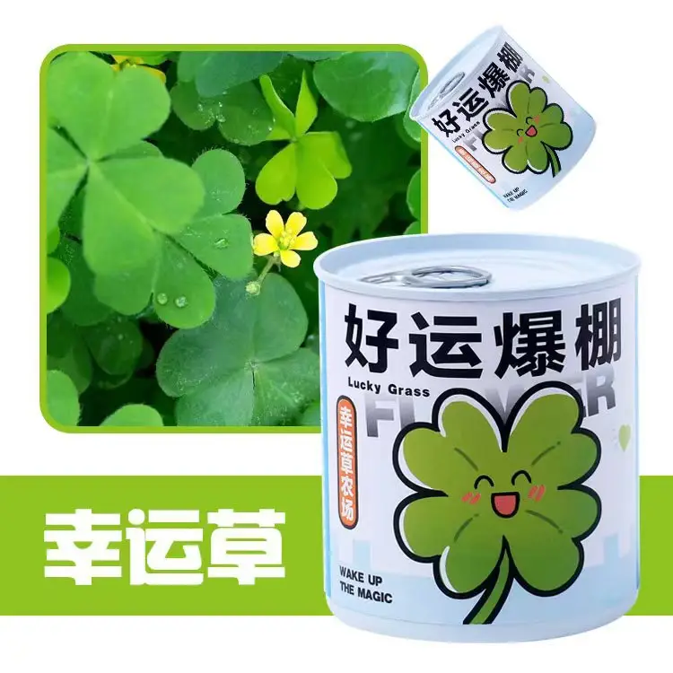 High-Quality Gift Blind Box Potted Plants Kindergarten Gifts Indoor Planting Flower Seeds Student Desktop Green Plants Potted Plants - Image 30