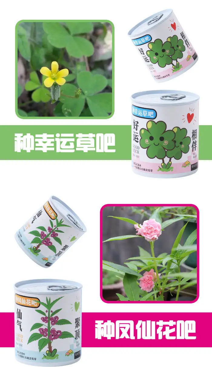 High-Quality Gift Blind Box Potted Plants Kindergarten Gifts Indoor Planting Flower Seeds Student Desktop Green Plants Potted Plants — feature 11