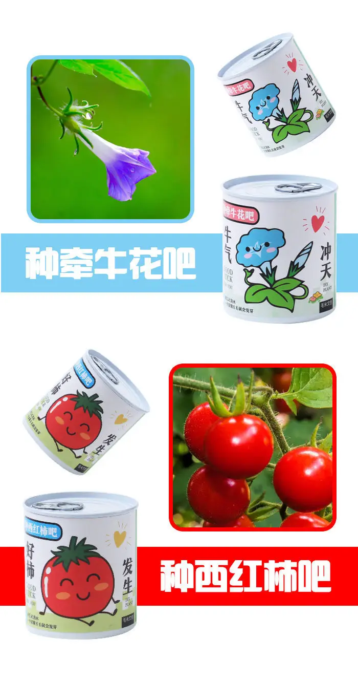 High-Quality Gift Blind Box Potted Plants Kindergarten Gifts Indoor Planting Flower Seeds Student Desktop Green Plants Potted Plants — feature 12