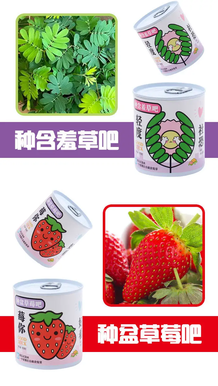 High-Quality Gift Blind Box Potted Plants Kindergarten Gifts Indoor Planting Flower Seeds Student Desktop Green Plants Potted Plants — feature 13