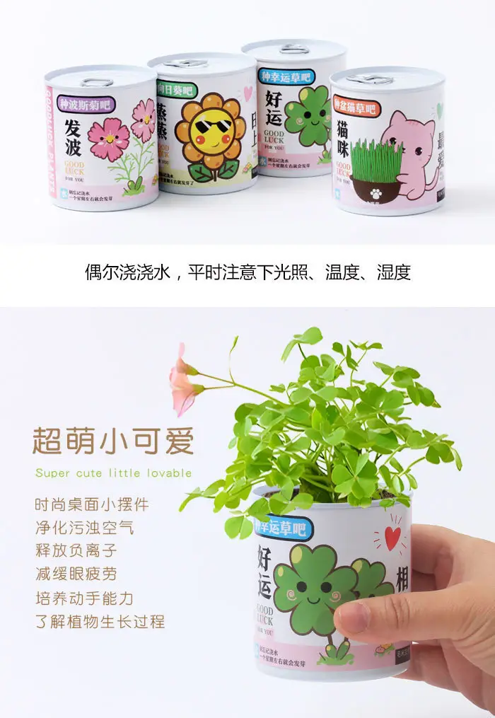 High-Quality Gift Blind Box Potted Plants Kindergarten Gifts Indoor Planting Flower Seeds Student Desktop Green Plants Potted Plants — feature 6