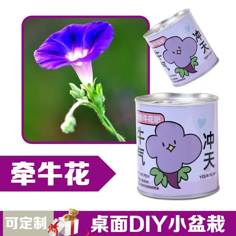 High-Quality Gift Blind Box Potted Plants Kindergarten Gifts Indoor Planting Flower Seeds Student Desktop Green Plants Potted Plants - Image 10