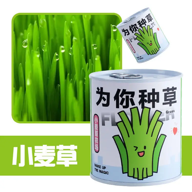 High-Quality Gift Blind Box Potted Plants Kindergarten Gifts Indoor Planting Flower Seeds Student Desktop Green Plants Potted Plants - Image 15
