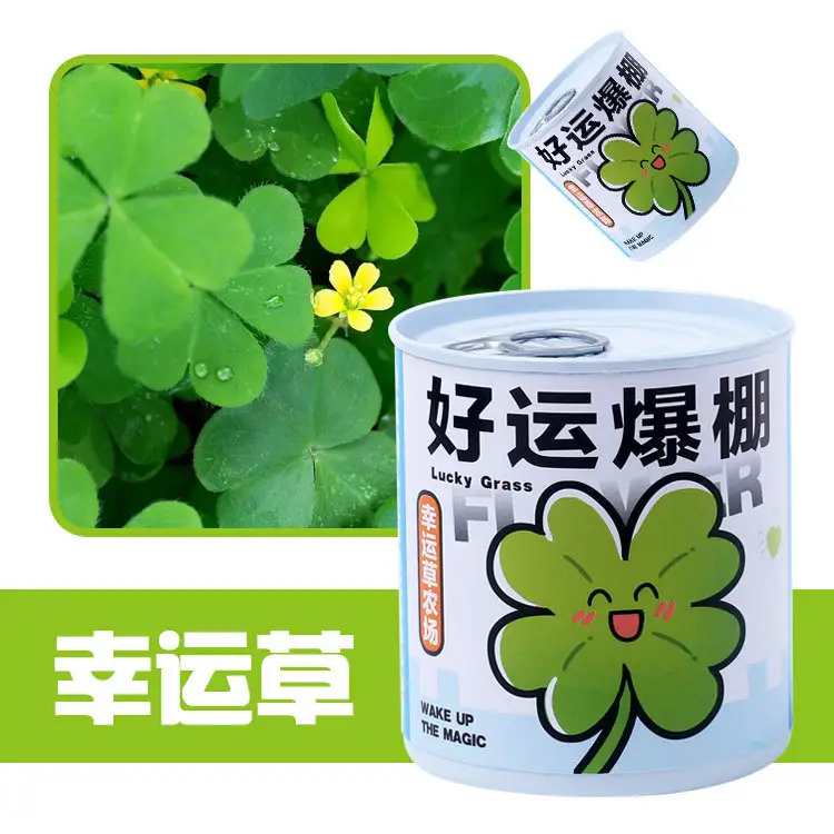 High-Quality Gift Blind Box Potted Plants Kindergarten Gifts Indoor Planting Flower Seeds Student Desktop Green Plants Potted Plants - Image 19
