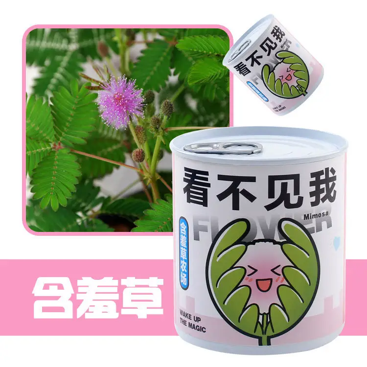 High-Quality Gift Blind Box Potted Plants Kindergarten Gifts Indoor Planting Flower Seeds Student Desktop Green Plants Potted Plants - Image 22