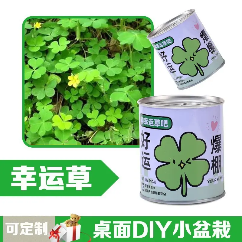 High-Quality Gift Blind Box Potted Plants Kindergarten Gifts Indoor Planting Flower Seeds Student Desktop Green Plants Potted Plants - Image 6