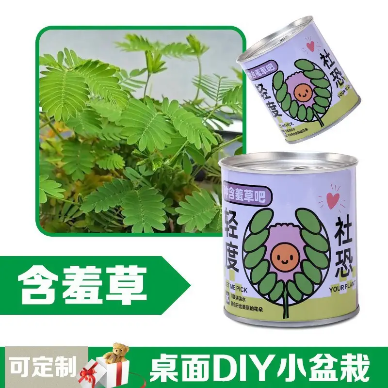 High-Quality Gift Blind Box Potted Plants Kindergarten Gifts Indoor Planting Flower Seeds Student Desktop Green Plants Potted Plants - Image 8