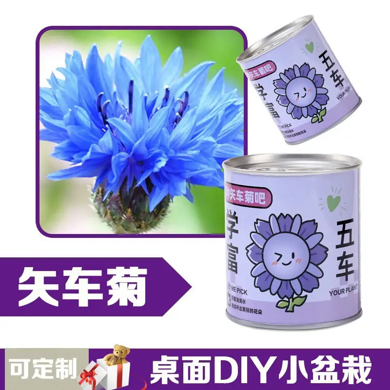 High-Quality Gift Blind Box Potted Plants Kindergarten Gifts Indoor Planting Flower Seeds Student Desktop Green Plants Potted Plants - Image 9