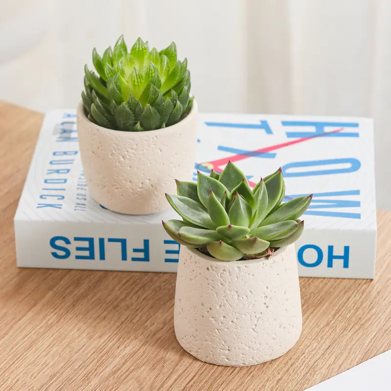 Net red mini small flowerpot cement potted simple multi-meat dried flowerpot Amazon cross-border Nordic wind manufacturers wholesale