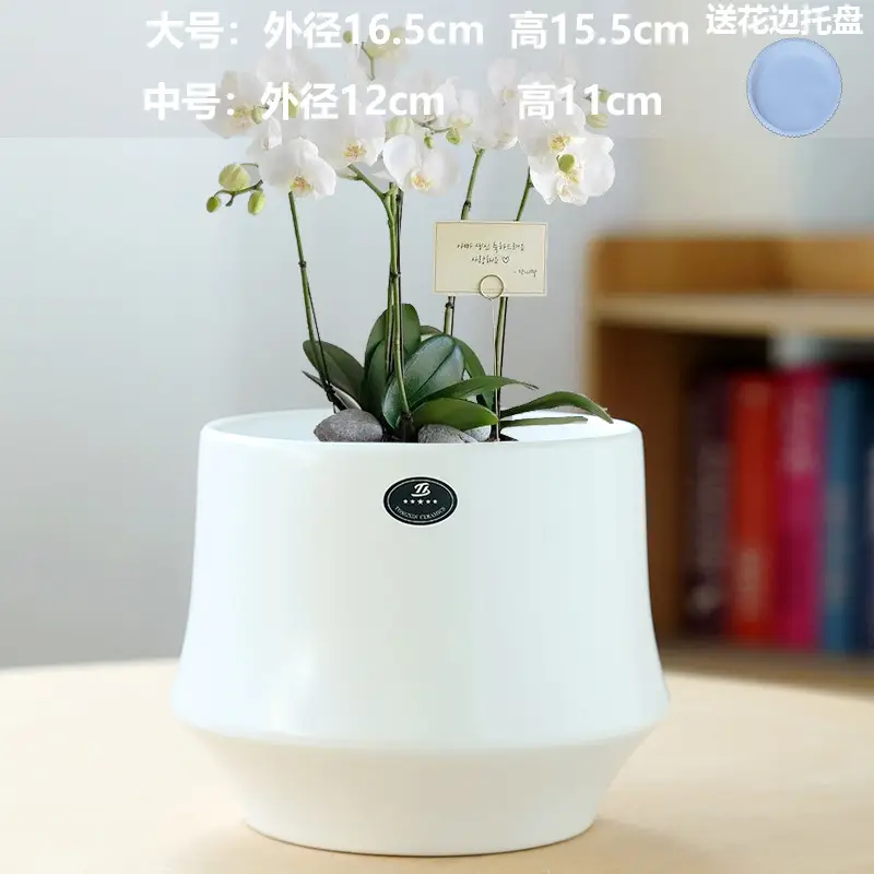 A generation of cross-border Amazon TEMU ceramic flower pot with tray European simple green plant large butterfly orchid basin