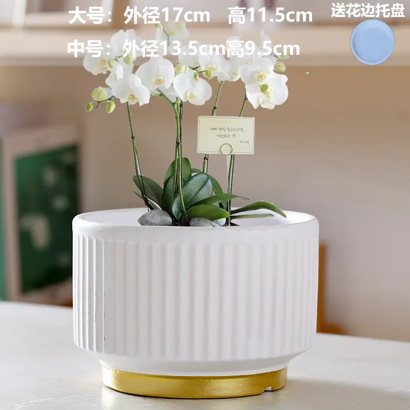 A generation of cross-border Amazon TEMU ceramic flower pot with tray European simple green plant large butterfly orchid basin