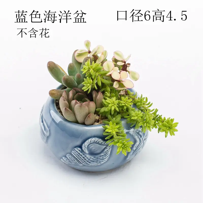 Ocean Fleshy Flower Pot Ornaments Cute Cartoon Whale Shell Meat Plant Small Flower Pot Cross-border Special for Wholesale