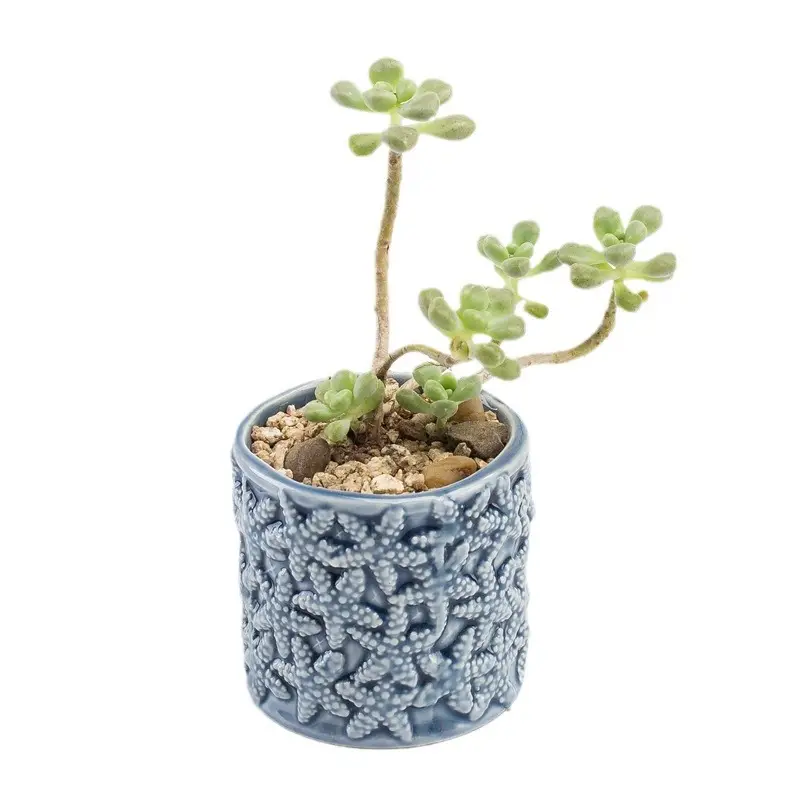 Ocean Fleshy Flower Pot Ornaments Cute Cartoon Whale Shell Meat Plant Small Flower Pot Cross-border Special for Wholesale