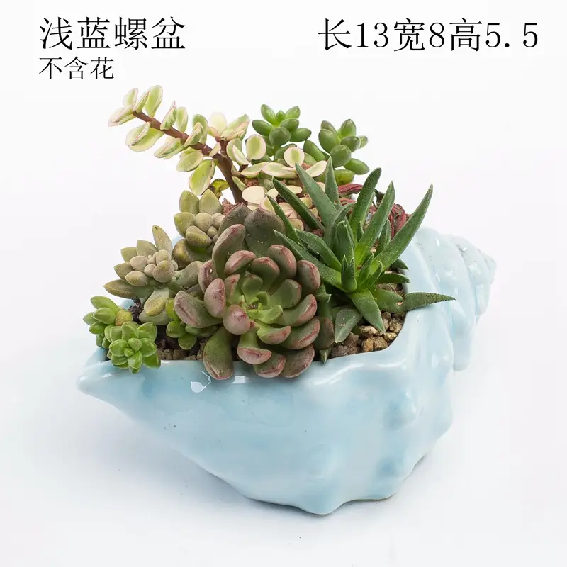 Ocean Fleshy Flower Pot Ornaments Cute Cartoon Whale Shell Meat Plant Small Flower Pot Cross-border Special for Wholesale — feature 27
