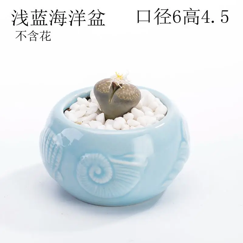 Ocean Fleshy Flower Pot Ornaments Cute Cartoon Whale Shell Meat Plant Small Flower Pot Cross-border Special for Wholesale — feature 28