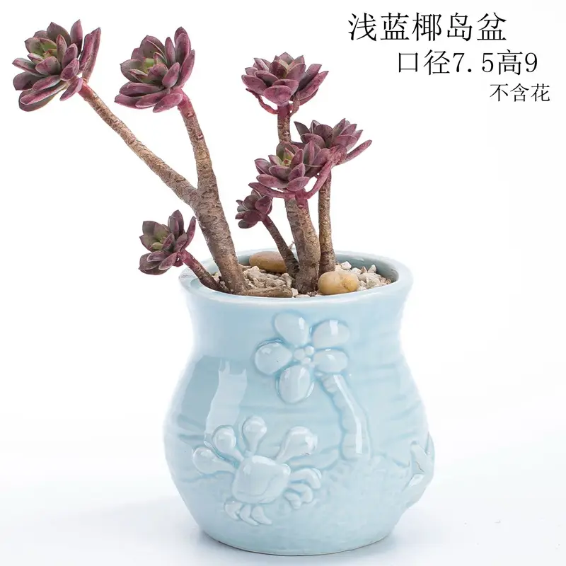 Ocean Fleshy Flower Pot Ornaments Cute Cartoon Whale Shell Meat Plant Small Flower Pot Cross-border Special for Wholesale — feature 7