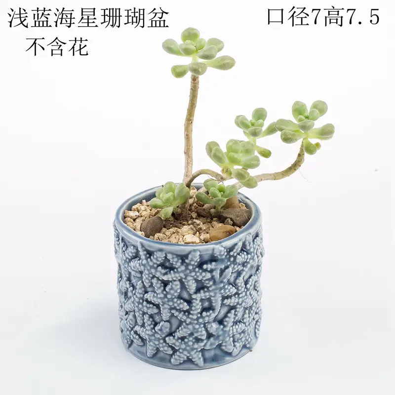 Ocean Fleshy Flower Pot Ornaments Cute Cartoon Whale Shell Meat Plant Small Flower Pot Cross-border Special for Wholesale