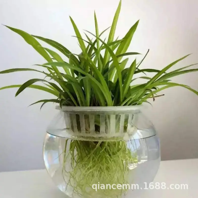 Micro landscape hydroponic plant transparent glass bottle green rose vase flowerpot transparent ball fish tank living room desktop creative