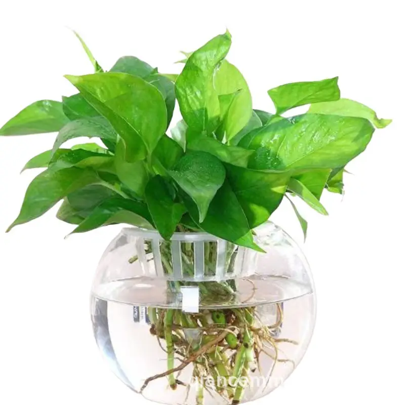 Micro landscape hydroponic plant transparent glass bottle green rose vase flowerpot transparent ball fish tank living room desktop creative