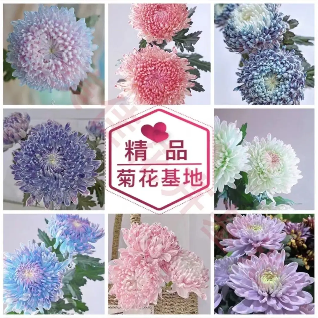 Large Chrysanthemum Seedlings Potted for Ground Planting Bloom All Seasons, September Large Chrysanthemum Edible Indoor and Outdoor Balcony Cold-Resistant and Heat-Resistant Chrysanthemum Seedlings