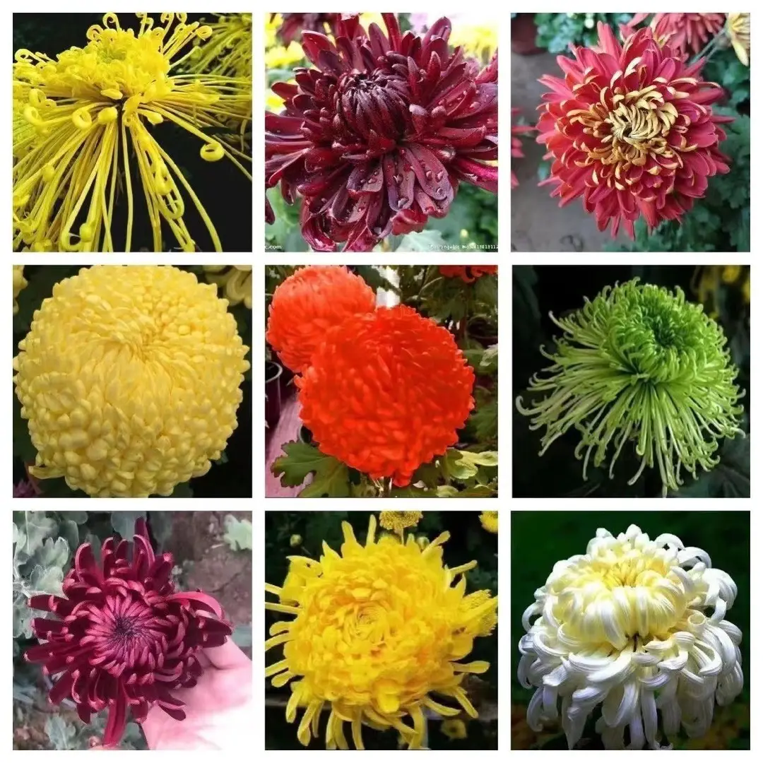 Large Chrysanthemum Seedlings Potted for Ground Planting Bloom All Seasons, September Large Chrysanthemum Edible Indoor and Outdoor Balcony Cold-Resistant and Heat-Resistant Chrysanthemum Seedlings