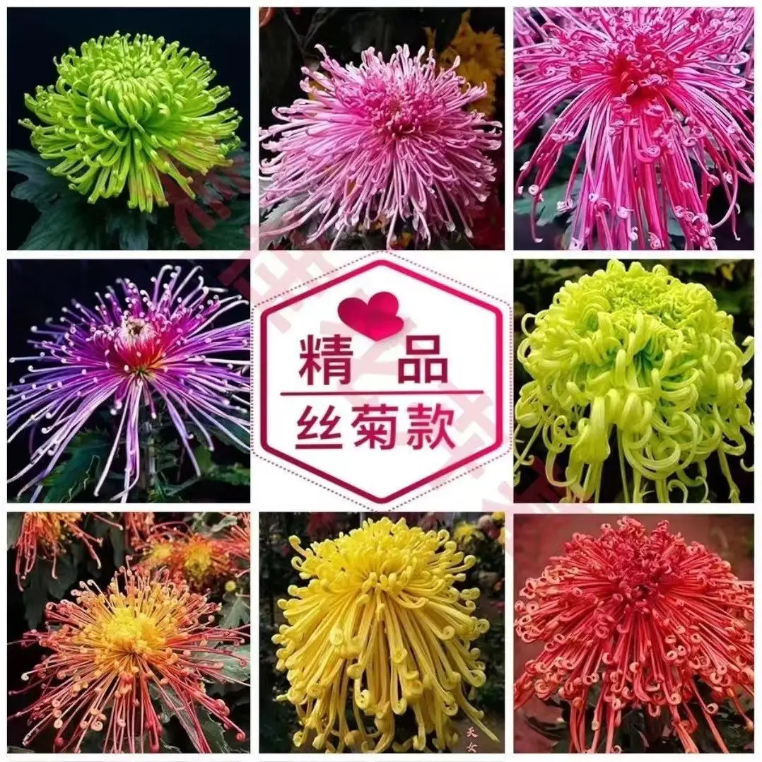 Large Chrysanthemum Seedlings Potted for Ground Planting Bloom All Seasons, September Large Chrysanthemum Edible Indoor and Outdoor Balcony Cold-Resistant and Heat-Resistant Chrysanthemum Seedlings