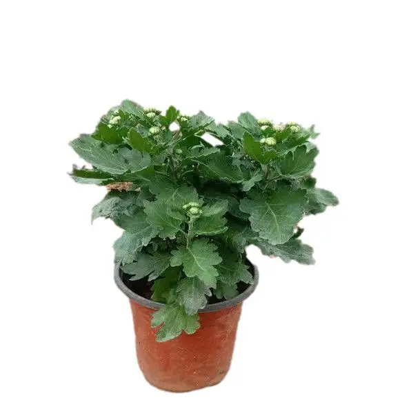 Large Chrysanthemum Seedlings Potted for Ground Planting Bloom All Seasons, September Large Chrysanthemum Edible Indoor and Outdoor Balcony Cold-Resistant and Heat-Resistant Chrysanthemum Seedlings
