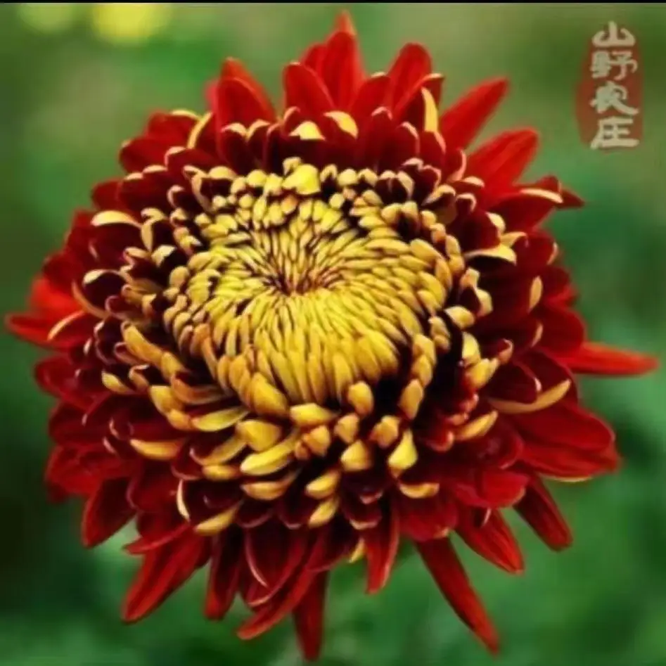 Large Chrysanthemum Seedlings Potted for Ground Planting Bloom All Seasons, September Large Chrysanthemum Edible Indoor and Outdoor Balcony Cold-Resistant and Heat-Resistant Chrysanthemum Seedlings — feature 1