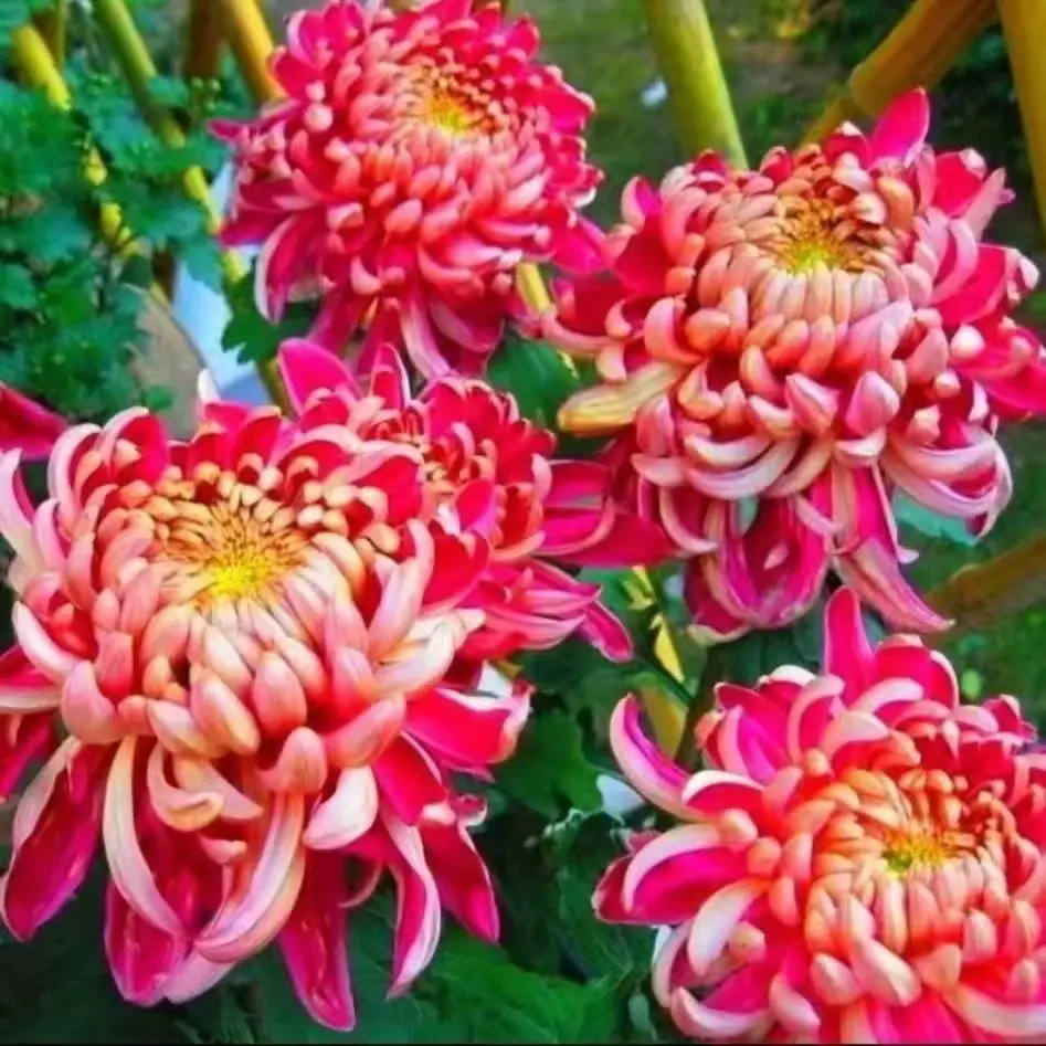 Large Chrysanthemum Seedlings Potted for Ground Planting Bloom All Seasons, September Large Chrysanthemum Edible Indoor and Outdoor Balcony Cold-Resistant and Heat-Resistant Chrysanthemum Seedlings — feature 2