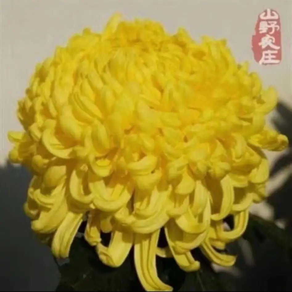 Large Chrysanthemum Seedlings Potted for Ground Planting Bloom All Seasons, September Large Chrysanthemum Edible Indoor and Outdoor Balcony Cold-Resistant and Heat-Resistant Chrysanthemum Seedlings — feature 3