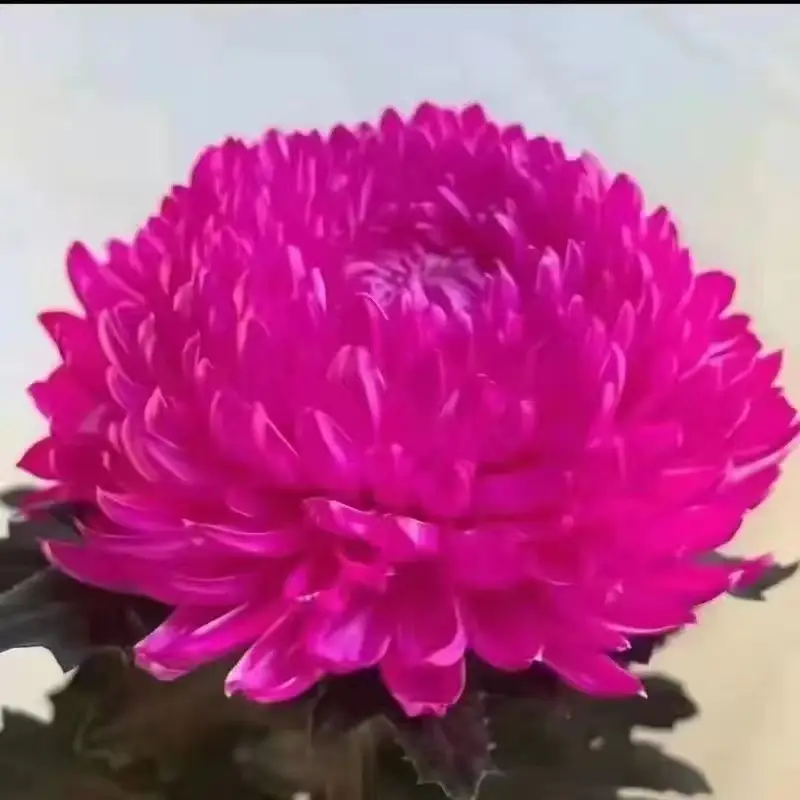 Large Chrysanthemum Seedlings Potted for Ground Planting Bloom All Seasons, September Large Chrysanthemum Edible Indoor and Outdoor Balcony Cold-Resistant and Heat-Resistant Chrysanthemum Seedlings — feature 4