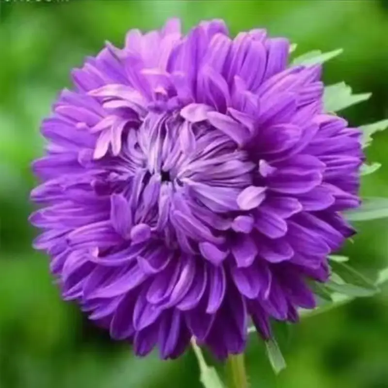Large Chrysanthemum Seedlings Potted for Ground Planting Bloom All Seasons, September Large Chrysanthemum Edible Indoor and Outdoor Balcony Cold-Resistant and Heat-Resistant Chrysanthemum Seedlings — feature 5