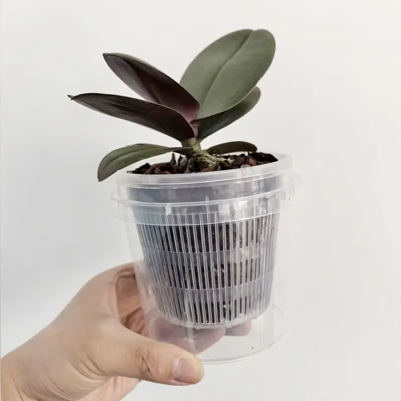 Lazy Man Automatic Absorbent Flower Pot Phalaenopsis Water Storage Root Control Root Raising Simple Conservation Watering Free Novice Scheme — feature 3