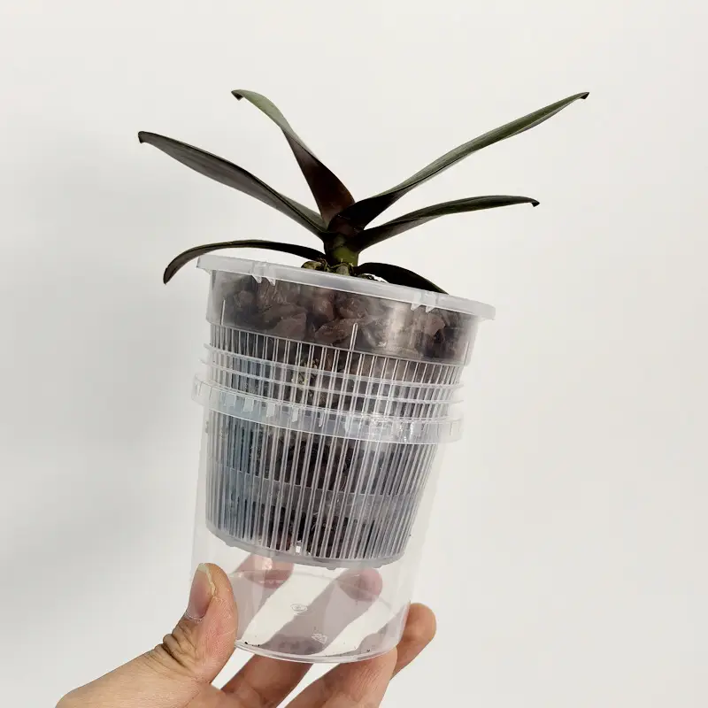 Lazy Man Automatic Absorbent Flower Pot Phalaenopsis Water Storage Root Control Root Raising Simple Conservation Watering Free Novice Scheme — feature 5