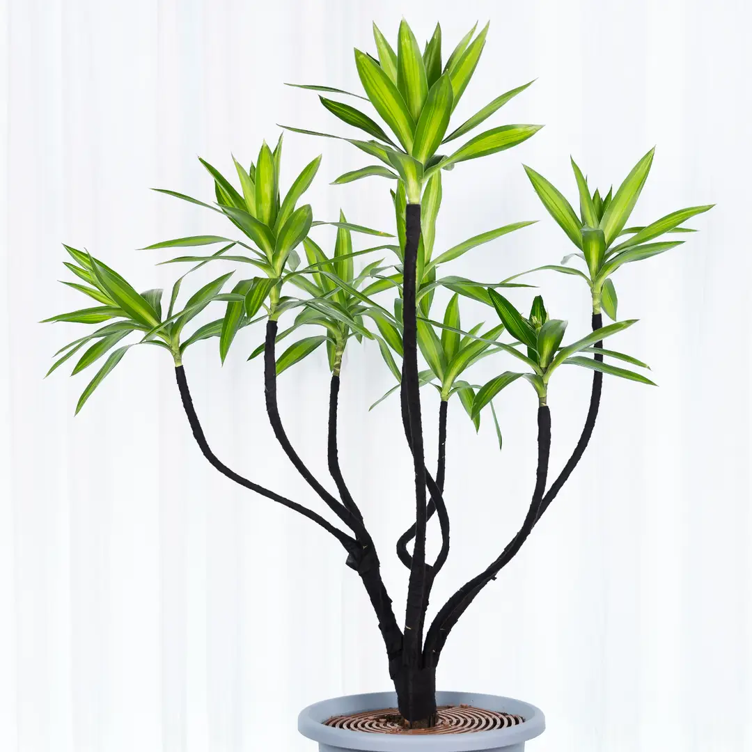 Gardening Bonsai Wire Shaping Special Tying Wire Soft Binding Wire Shaping Flower Pot Shaping Tool