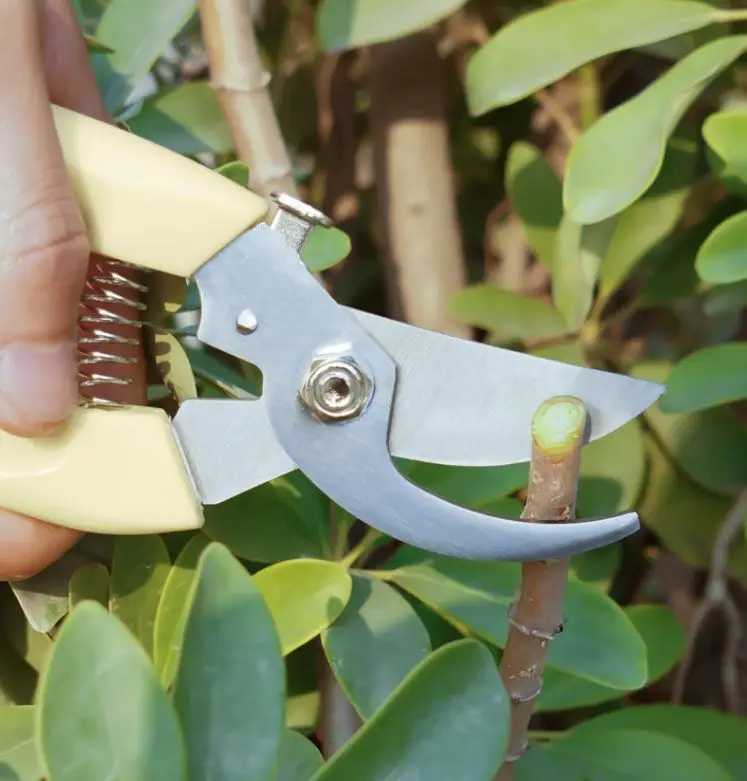 Powerful Stainless Steel Pruning Shears, Multifunctional Gardening Scissors, Orchard Fruit Picking Shears, Garden Branch Shears, Sharp — feature 3