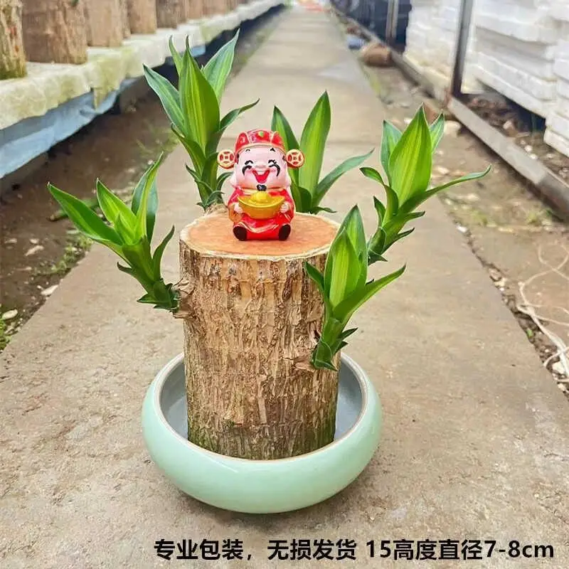Brazilian Wood Plant with Many Buds, 5 Buds Per Leaf, Large Leaves, Easy to Maintain, Blooms Early, Hydroponic, Low-Maintenance Green Plant, Indoor Green Plant